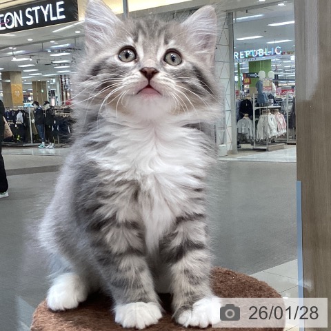 東京都のサイベリアン (ペットプラス むさし村山店/2025年11月25日生まれ/男の子/ブルータビーホワイト)の子猫の3枚目の画像