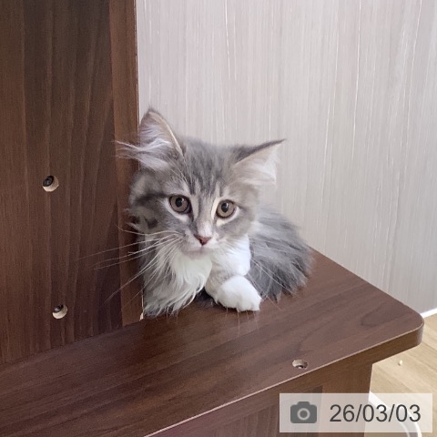 サイベリアンの写真