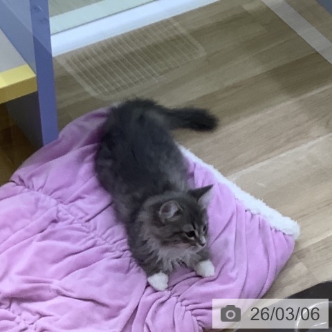 サイベリアンの写真