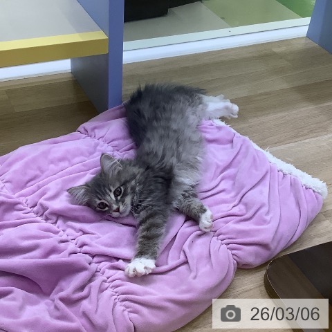 サイベリアンの写真