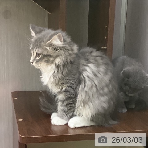 サイベリアンの写真