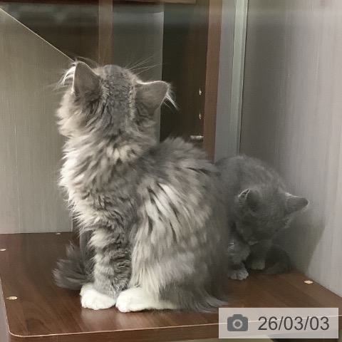 サイベリアンの写真