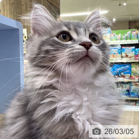 サイベリアンの写真