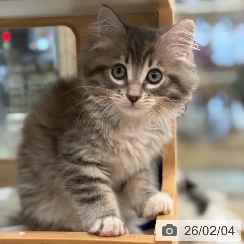 サイベリアンの写真