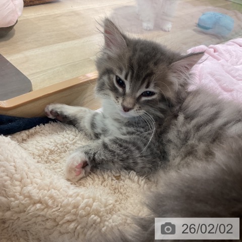 サイベリアンの写真