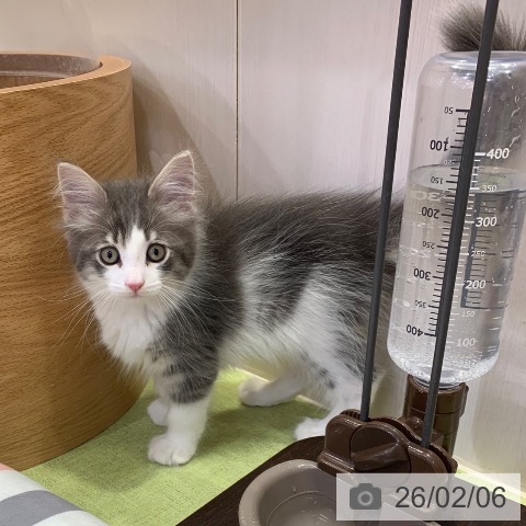 千葉県のサイベリアン (ペットプラス 幕張新都心店/2025年11月26日生まれ/男の子/ブルータビーホワイト)の子猫の3枚目の画像