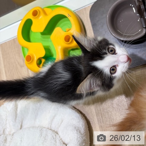 神奈川県のサイベリアン (ペットプラス ゆめが丘ソラトス店/2025年11月26日生まれ/男の子/ブラウンタビーホワイト)の子猫の4枚目の画像