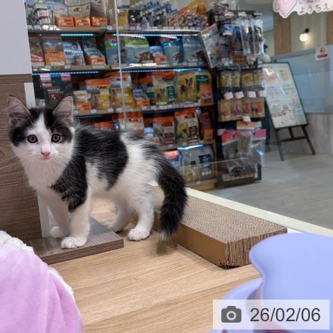 神奈川県のサイベリアン (ペットプラス ゆめが丘ソラトス店/2025年11月26日生まれ/男の子/ブラウンタビーホワイト)の子猫の3枚目の画像