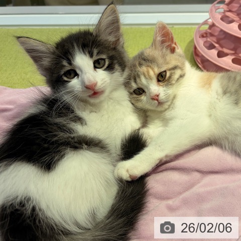 東京都のサイベリアン (ペットプラス 多摩平の森店/2025年11月26日生まれ/男の子/ブラウンタビーホワイト)の子猫の3枚目の画像