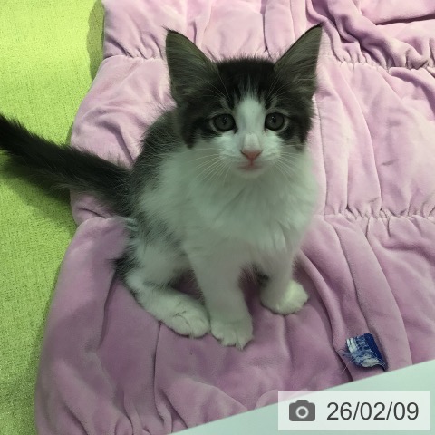 東京都のサイベリアン (ペットプラス 多摩平の森店/2025年11月26日生まれ/男の子/ブラウンタビーホワイト)の子猫の3枚目の画像