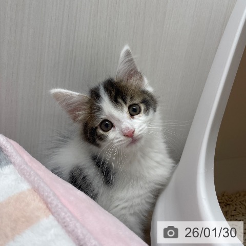 長野県のサイベリアン (ペットプラス 須坂店/2025年11月26日生まれ/女の子/ブラウンタビーホワイト)の子猫の4枚目の画像