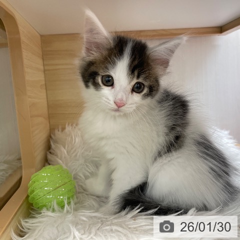 長野県のサイベリアン (ペットプラス 須坂店/2025年11月26日生まれ/女の子/ブラウンタビーホワイト)の子猫の3枚目の画像