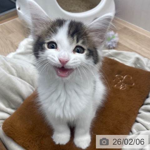 長野県のサイベリアン (ペットプラス 須坂店/2025年11月26日生まれ/女の子/ブラウンタビーホワイト)の子猫の3枚目の画像