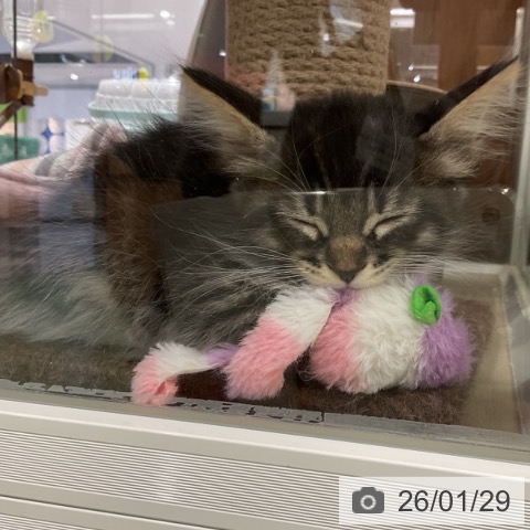 埼玉県のサイベリアン (ペットプラス 上尾店/2025年11月26日生まれ/女の子/ブラウンタビーホワイト)の子猫の4枚目の画像