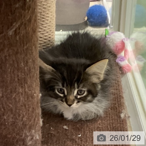 埼玉県のサイベリアン (ペットプラス 上尾店/2025年11月26日生まれ/女の子/ブラウンタビーホワイト)の子猫の3枚目の画像