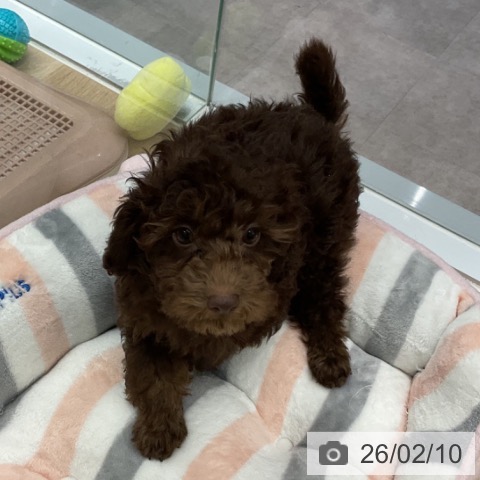 神奈川県のトイプードル(トイ) (ペットプラス 天王町店/2025年11月17日生まれ/女の子/ブラウンタン)の子犬の4枚目の画像