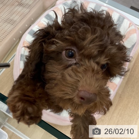 神奈川県のトイプードル(トイ) (ペットプラス 天王町店/2025年11月17日生まれ/女の子/ブラウンタン)の子犬の3枚目の画像