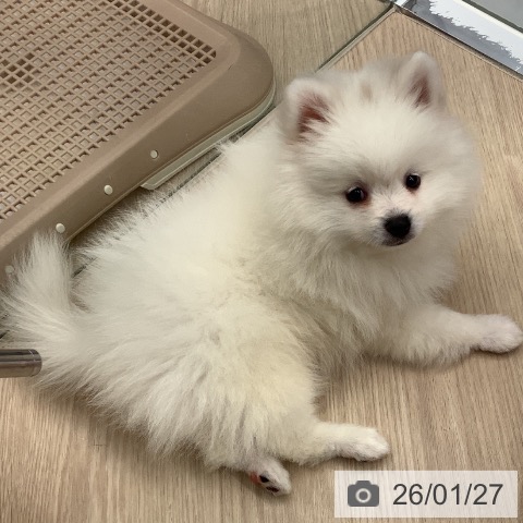 埼玉県のポメラニアン (ペットプラス 川口店/2025年11月21日生まれ/女の子/ホワイト)の子犬の4枚目の画像