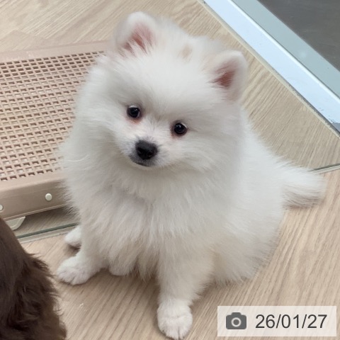 埼玉県のポメラニアン (ペットプラス 川口店/2025年11月21日生まれ/女の子/ホワイト)の子犬の3枚目の画像
