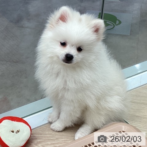 埼玉県のポメラニアン (ペットプラス 川口店/2025年11月21日生まれ/女の子/ホワイト)の子犬の3枚目の画像