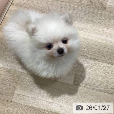 長野県のポメラニアン (ペットプラス 長野店/2025年11月25日生まれ/男の子/ホワイト)の子犬の4枚目の画像