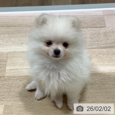 長野県のポメラニアン (ペットプラス 長野店/2025年11月25日生まれ/男の子/ホワイト)の子犬の4枚目の画像