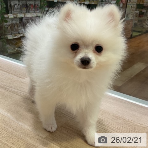 長野県のポメラニアン (ペットプラス 長野店/2025年11月25日生まれ/男の子/ホワイト)の子犬の4枚目の画像