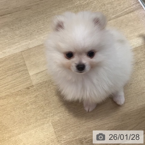 長野県のポメラニアン (ペットプラス 長野店/2025年11月25日生まれ/男の子/ホワイト)の子犬の3枚目の画像