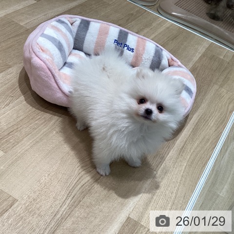 ポメラニアンの写真
