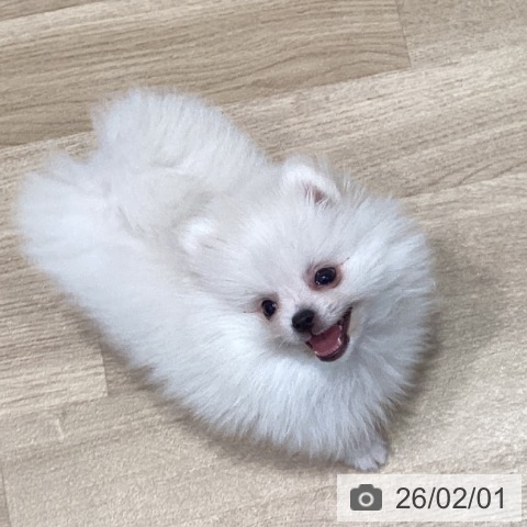 ポメラニアンの写真