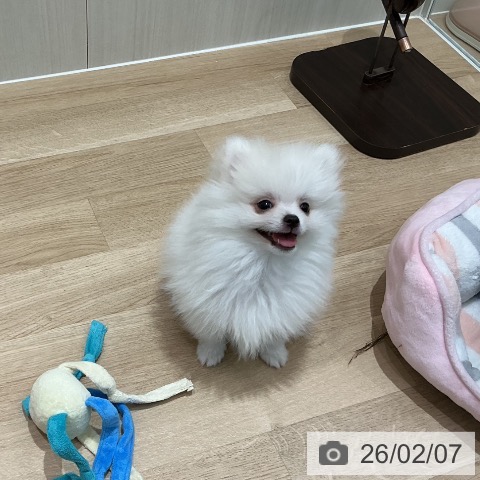 宮城県のポメラニアン (ペットプラス 仙台泉大沢店/2025年11月25日生まれ/男の子/ホワイト)の子犬の4枚目の画像