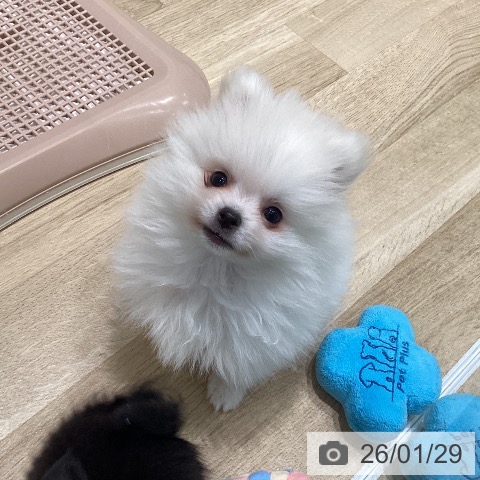ポメラニアンの写真