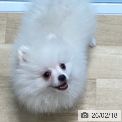 宮城県のポメラニアン (ペットプラス 仙台泉大沢店/2025年11月25日生まれ/男の子/ホワイト)の子犬の3枚目の画像