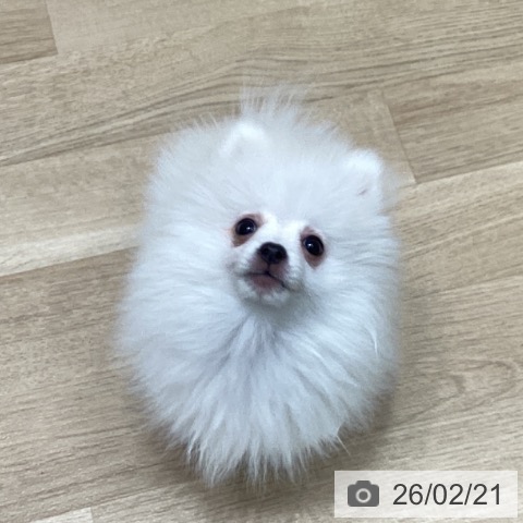 宮城県のポメラニアン (ペットプラス 仙台泉大沢店/2025年11月25日生まれ/男の子/ホワイト)の子犬の4枚目の画像