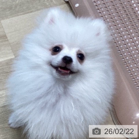 宮城県のポメラニアン (ペットプラス 仙台泉大沢店/2025年11月25日生まれ/男の子/ホワイト)の子犬の3枚目の画像