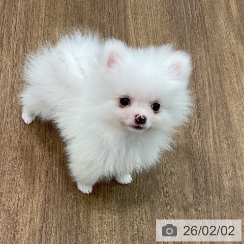埼玉県のポメラニアン (ペッツワン 吉川美南店/2025年11月25日生まれ/男の子/ホワイト)の子犬の3枚目の画像