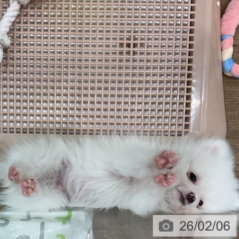 埼玉県のポメラニアン (ペッツワン 吉川美南店/2025年11月25日生まれ/男の子/ホワイト)の子犬の4枚目の画像