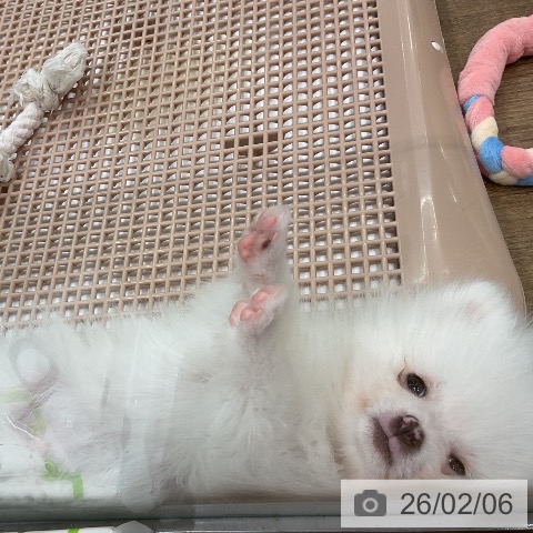 埼玉県のポメラニアン (ペッツワン 吉川美南店/2025年11月25日生まれ/男の子/ホワイト)の子犬の3枚目の画像