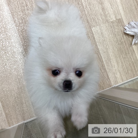 ポメラニアンの写真