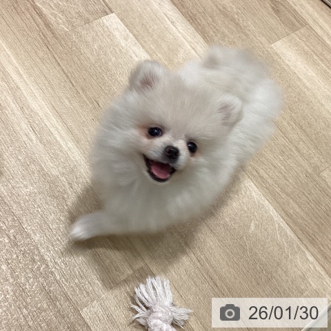 宮城県のポメラニアン (ペットプラス 仙台上杉店/2025年11月25日生まれ/女の子/ホワイト)の子犬の4枚目の画像