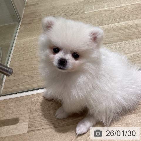 宮城県のポメラニアン (ペットプラス 仙台上杉店/2025年11月25日生まれ/女の子/ホワイト)の子犬の3枚目の画像