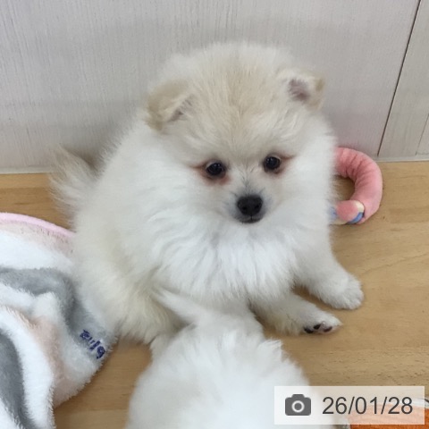 ポメラニアンの写真