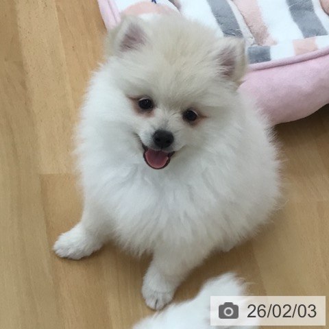 ポメラニアンの写真