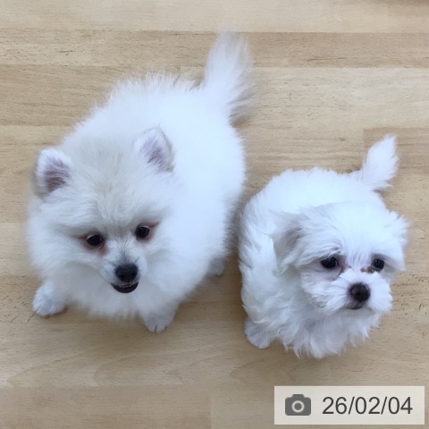 青森県のポメラニアン (ペットプラス 青森浜田店/2025年11月22日生まれ/男の子/クリーム)の子犬の4枚目の画像