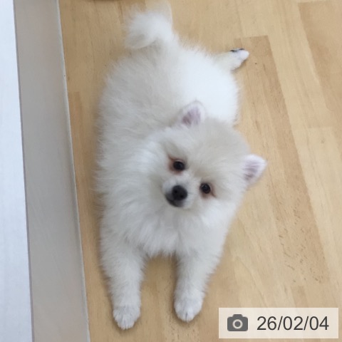 青森県のポメラニアン (ペットプラス 青森浜田店/2025年11月22日生まれ/男の子/クリーム)の子犬の3枚目の画像