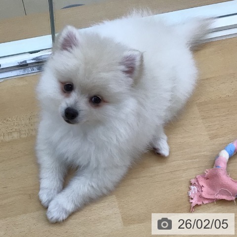 青森県のポメラニアン (ペットプラス 青森浜田店/2025年11月22日生まれ/男の子/クリーム)の子犬の4枚目の画像