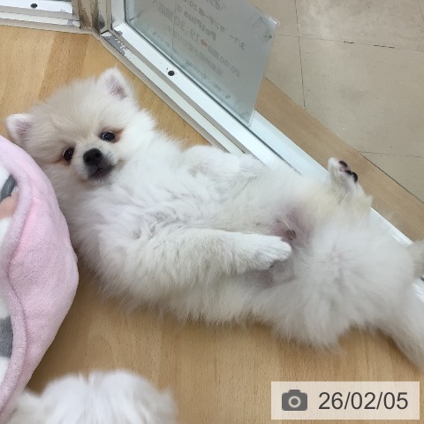 青森県のポメラニアン (ペットプラス 青森浜田店/2025年11月22日生まれ/男の子/クリーム)の子犬の3枚目の画像