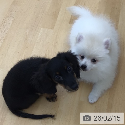 青森県のポメラニアン (ペットプラス 青森浜田店/2025年11月22日生まれ/男の子/クリーム)の子犬の4枚目の画像