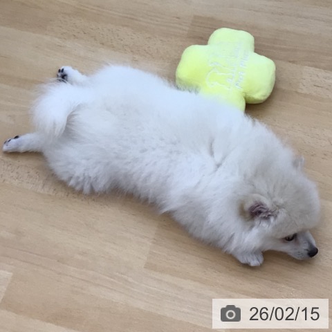 青森県のポメラニアン (ペットプラス 青森浜田店/2025年11月22日生まれ/男の子/クリーム)の子犬の3枚目の画像