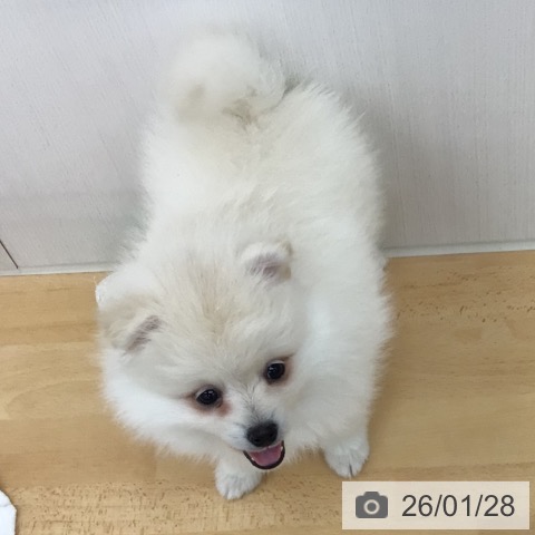 青森県のポメラニアン (ペットプラス 青森浜田店/2025年11月22日生まれ/男の子/クリーム)の子犬の4枚目の画像